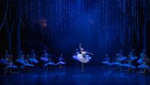 O lago dos cisnes, produção da São Paulo Companhia de Dança (divulgação, Marcelo Machado)